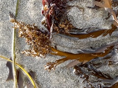 Stephanocystis