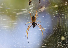 Trichonephila plumipes