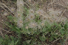 Pulsatilla turczaninovii