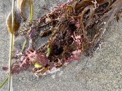 Stephanocystis