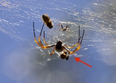 Trichonephila plumipes