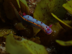 Hypselodoris bennetti