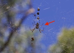 Trichonephila plumipes