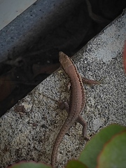 Phoenicolacerta laevis