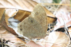 Melanitis leda leda