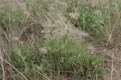 Pulsatilla turczaninovii