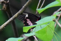 Parides panares