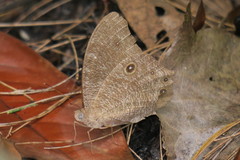 Melanitis leda leda