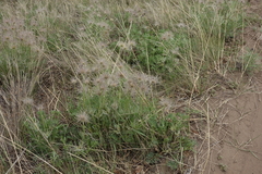 Pulsatilla turczaninovii
