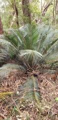 Macrozamia douglasii