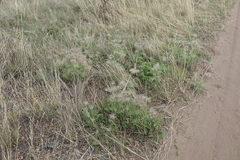 Pulsatilla turczaninovii