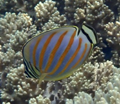 Chaetodon ornatissimus