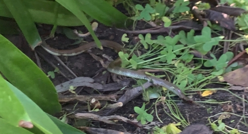 Tiger Snake sighting