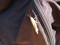 Catantopinae