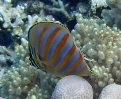 Chaetodon ornatissimus