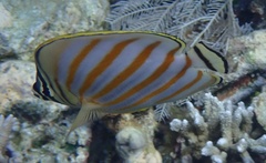 Chaetodon ornatissimus