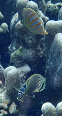 Chaetodon ornatissimus