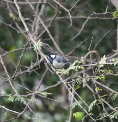 Parus cinereus