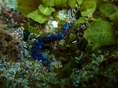 Pteraeolidia ianthina