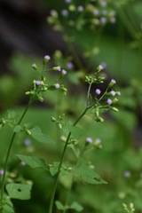 Cyanthillium cinereum