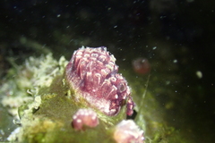 Distaplia occidentalis