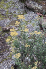 Ozothamnus obcordatus