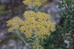 Ozothamnus obcordatus