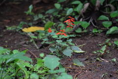 Salvia splendens