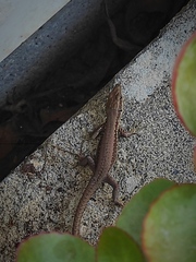 Phoenicolacerta laevis