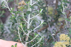 Ozothamnus obcordatus