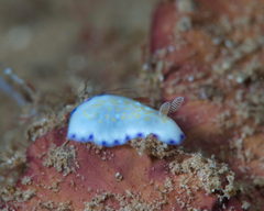 Goniobranchus albopustulosus