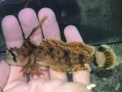 Nautichthys oculofasciatus