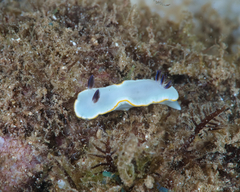 Ardeadoris scottjohnsoni