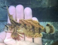 Nautichthys oculofasciatus