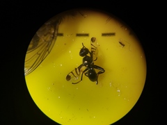 Rivellia syngenesiae