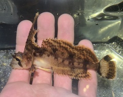 Nautichthys oculofasciatus