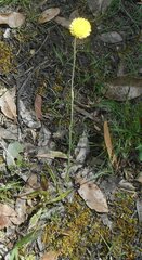 Coronidium scorpioides