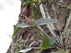 Dendrobium aemulum