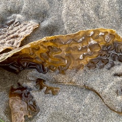Eisenia arborea