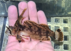 Nautichthys oculofasciatus