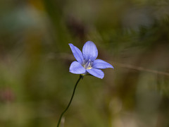 Wahlenbergia stricta stricta