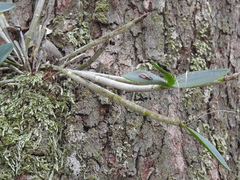Dendrobium aemulum