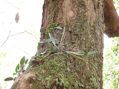 Dendrobium aemulum