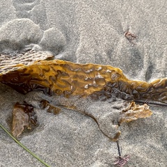 Eisenia arborea