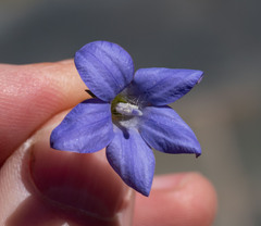 Wahlenbergia stricta stricta