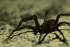 Mituliodon tarantulinus