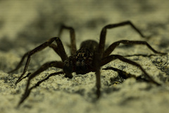 Mituliodon tarantulinus