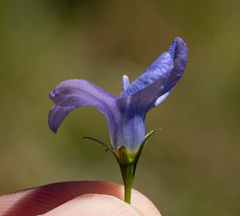 Wahlenbergia stricta stricta