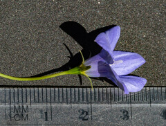 Wahlenbergia stricta stricta