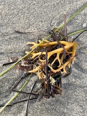 Eisenia arborea